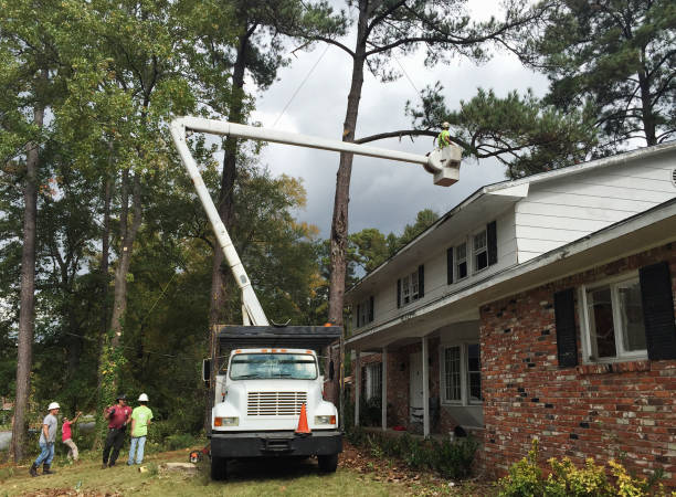 How Our Tree Care Process Works  in  St Leo, FL